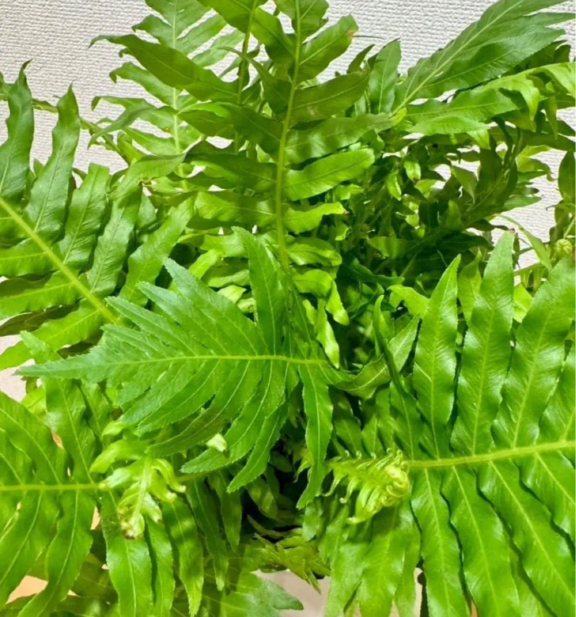 フィカス・ウンベラータ 8号 143cm S-shaped 楽天市場】フィカス ウンベラータ 曲がり S字 仕立て ゴムの木